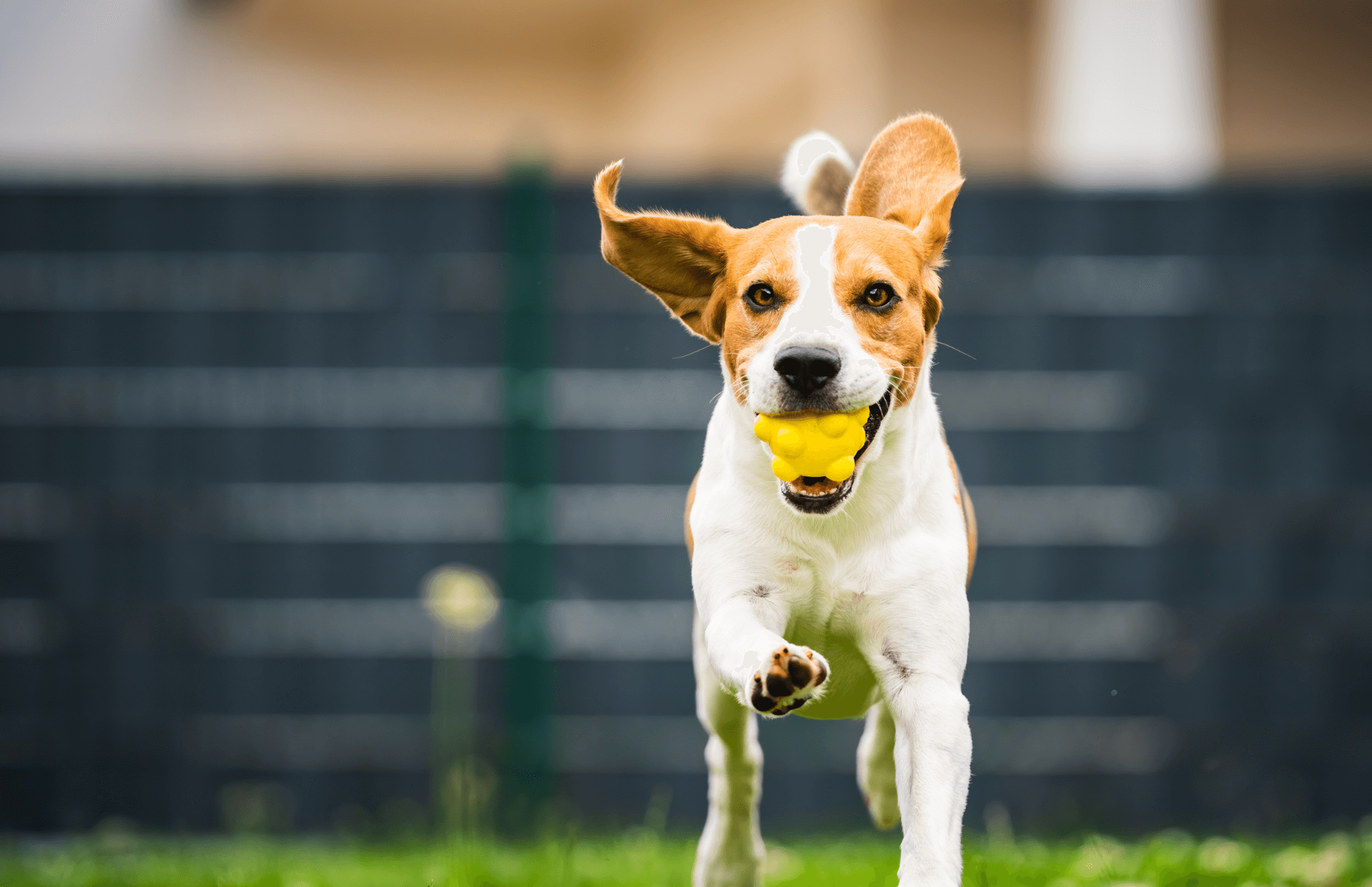 Dental/Surgery Release Form Sterner Veterinary Clinic
