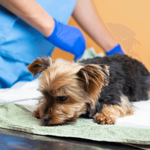 Dog under anesthesia  procedure
