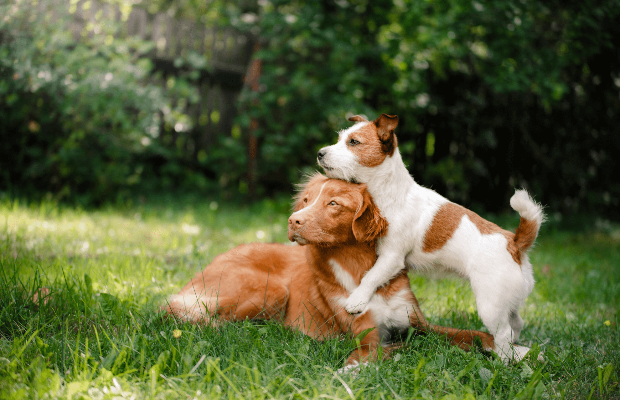 Financial Assistance Sterner Veterinary Clinic