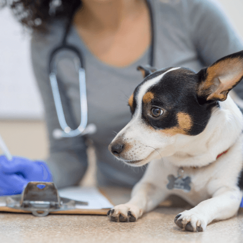 Dog being examined by vet