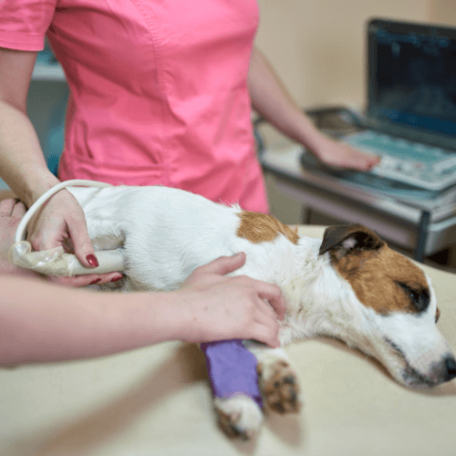 Dog ultrasound diagnosis being performed by vet