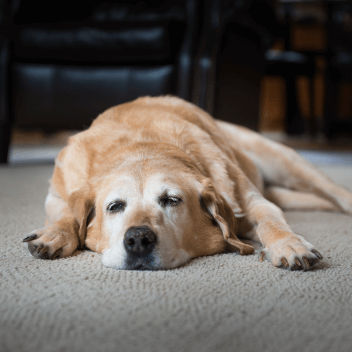 Tired old dog lying on floor