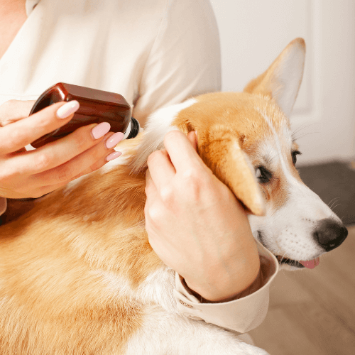 Flea prevention medicine being applied to dog