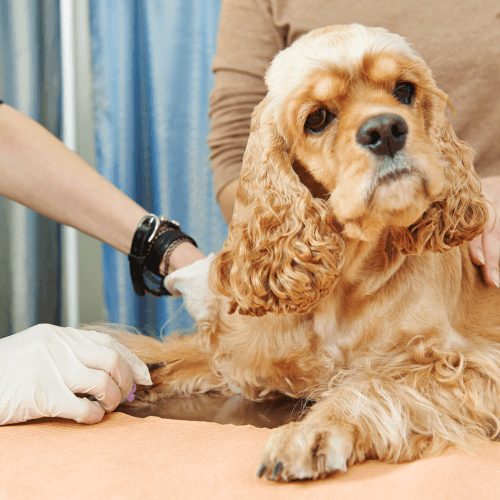 Dog's blood being taken by vet