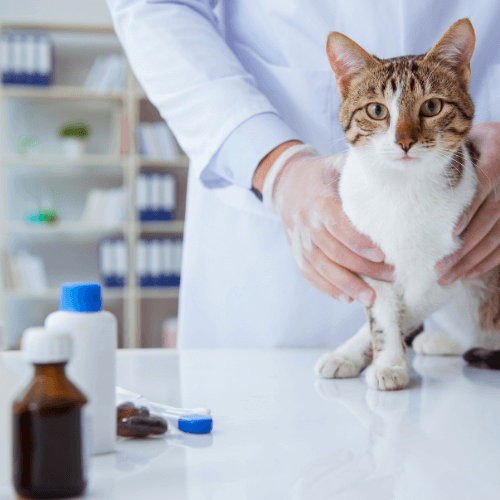 Cat in pharmacy